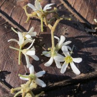 Aleurites moluccanus (L.) Willd.